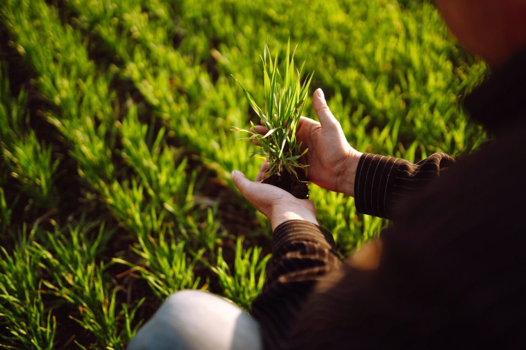 O PIB do agronegócio do Brasil está projetado para crescer 5% em 2025, conforme estimativa divulgada pela Confederação da Agricultura e Pecuária do Brasil (CNA).
